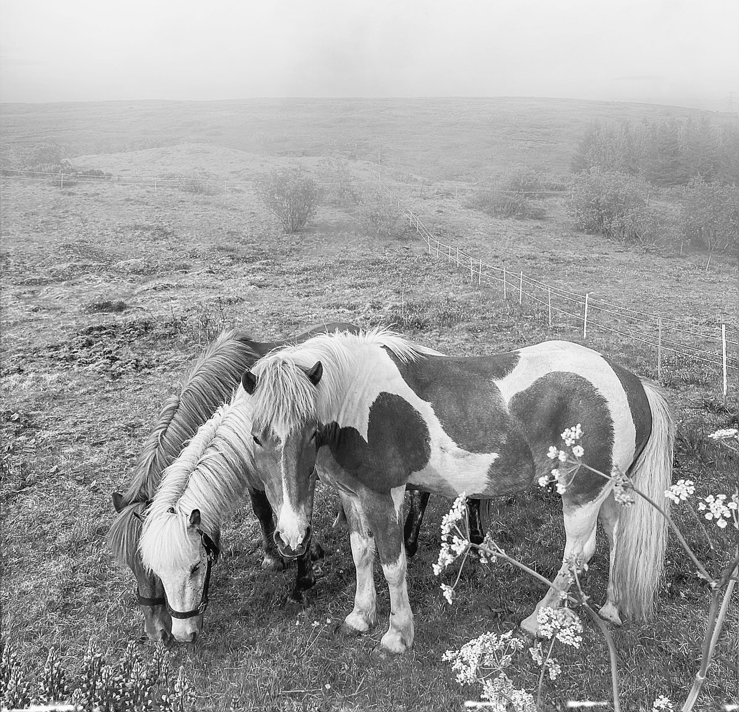 The Year of the Horse